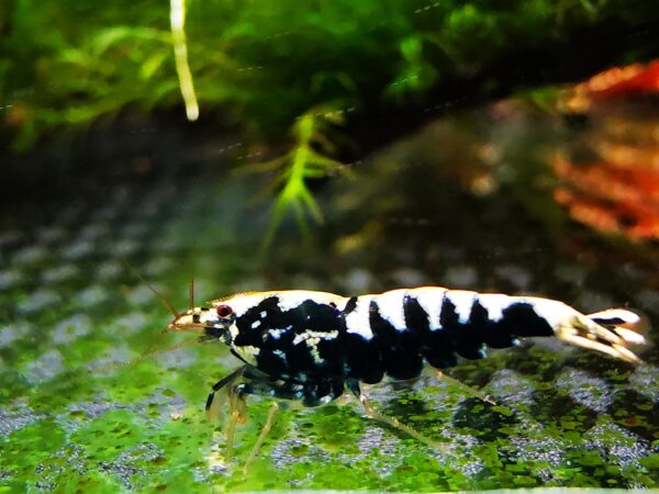 GALAXY BLACK - 1.0 CM - Image 2